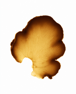 Close-up still life composition of natural elements such as fruits, flowers, and leaves captured in backlit minimal style, showcasing contemporary photography and experimental visual art by IMPROMPTU Studio. 