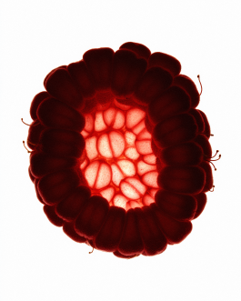 Close-up still life composition of natural elements such as fruits, flowers, and leaves captured in backlit minimal style, showcasing contemporary photography and experimental visual art by IMPROMPTU Studio. 