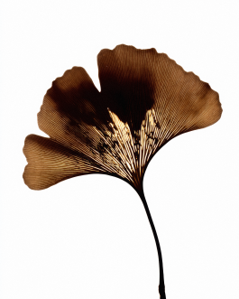 Close-up still life composition of natural elements such as fruits, flowers, and leaves captured in backlit minimal style, showcasing contemporary photography and experimental visual art by IMPROMPTU Studio. 