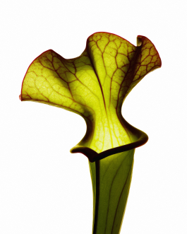 Close-up still life composition of natural elements such as fruits, flowers, and leaves captured in backlit minimal style, showcasing contemporary photography and experimental visual art by IMPROMPTU Studio. 