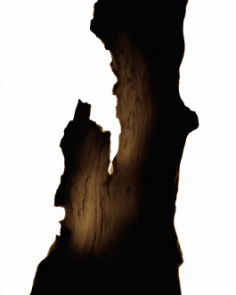 Close-up still life composition of natural elements such as fruits, flowers, and leaves captured in backlit minimal style, showcasing contemporary photography and experimental visual art by IMPROMPTU Studio. 