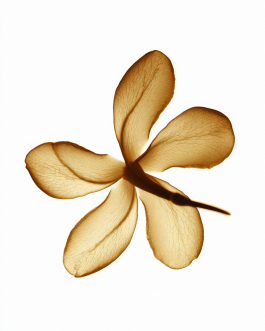 Close-up still life composition of natural elements such as fruits, flowers, and leaves captured in backlit minimal style, showcasing contemporary photography and experimental visual art by IMPROMPTU Studio. 