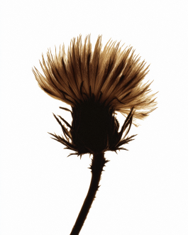 Close-up still life composition of natural elements such as fruits, flowers, and leaves captured in backlit minimal style, showcasing contemporary photography and experimental visual art by IMPROMPTU Studio. 
