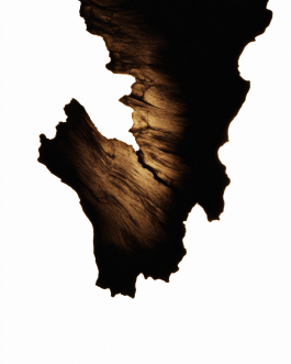 Close-up still life composition of natural elements such as fruits, flowers, and leaves captured in backlit minimal style, showcasing contemporary photography and experimental visual art by IMPROMPTU Studio.