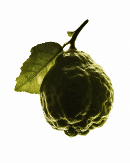 Close-up still life composition of natural elements such as fruits, flowers, and leaves captured in backlit minimal style, showcasing contemporary photography and experimental visual art by IMPROMPTU Studio. 