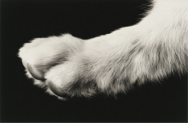 Black-and-white conceptual photography exploring the relationship between beauty, awareness, and responsibility through fashion’s visual language — an experimental visual art series by IMPROMPTU Studio.