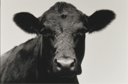 Black-and-white conceptual photography exploring the relationship between beauty, awareness, and responsibility through fashion’s visual language — an experimental visual art series by IMPROMPTU Studio.