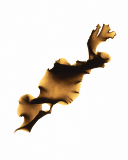 Art direction and visual identity for Oia, a marine-based skincare and haircare brand. Clean editorial style, soft light, natural textures and product-focused compositions created by IMPROMPTU studio. 