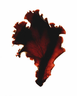 Art direction and visual identity for Oia, a marine-based skincare and haircare brand. Clean editorial style, soft light, natural textures and product-focused compositions created by IMPROMPTU studio. 