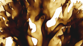 Art direction and visual identity for Oia, a marine-based skincare and haircare brand. Clean editorial style, soft light, natural textures and product-focused compositions created by IMPROMPTU studio. 