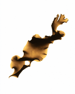 Art direction and visual identity for Oia, a marine-based skincare and haircare brand. Clean editorial style, soft light, natural textures and product-focused compositions created by IMPROMPTU studio. 